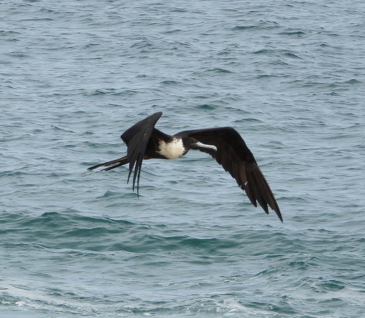 Magnificent Frigatebird - ML642840763