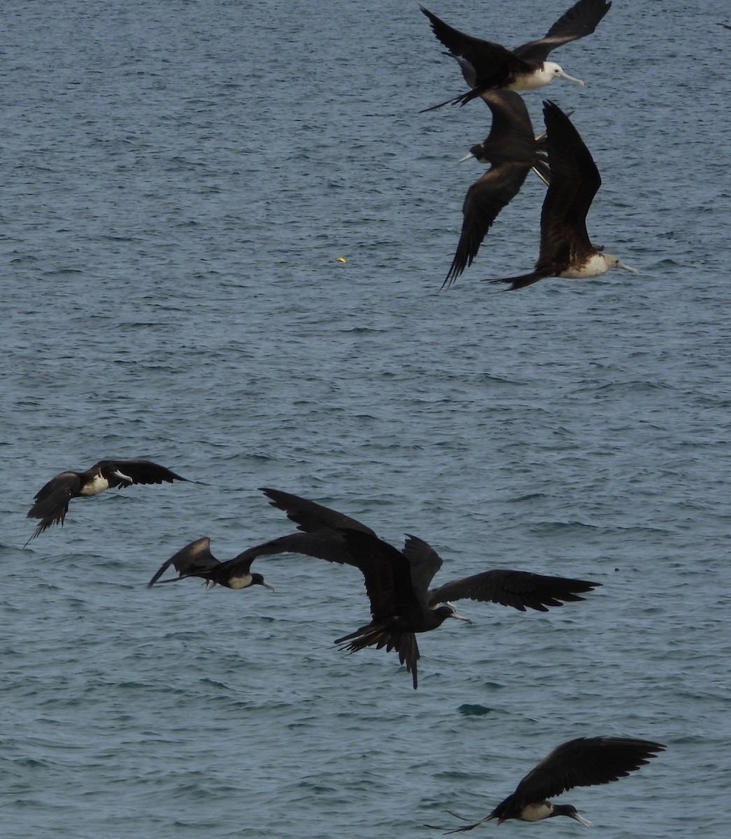 Magnificent Frigatebird - ML642840764