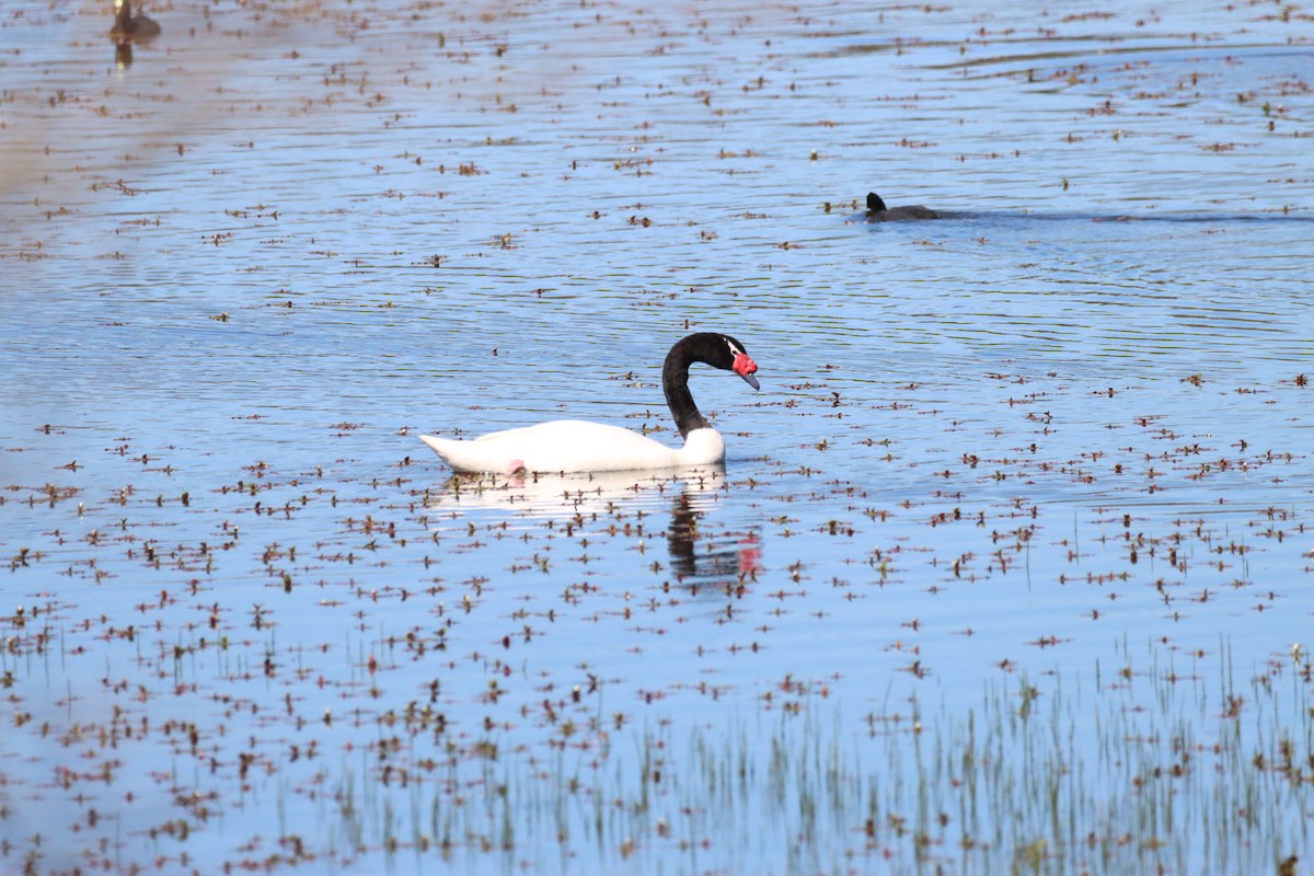 Black-necked Swan - ML642840769