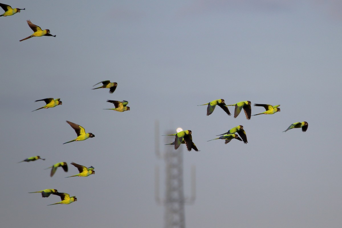 Nanday Parakeet - ML642840771