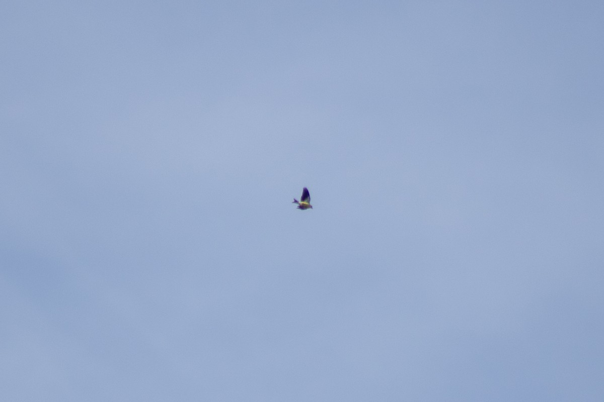 American Goldfinch - ML642840772