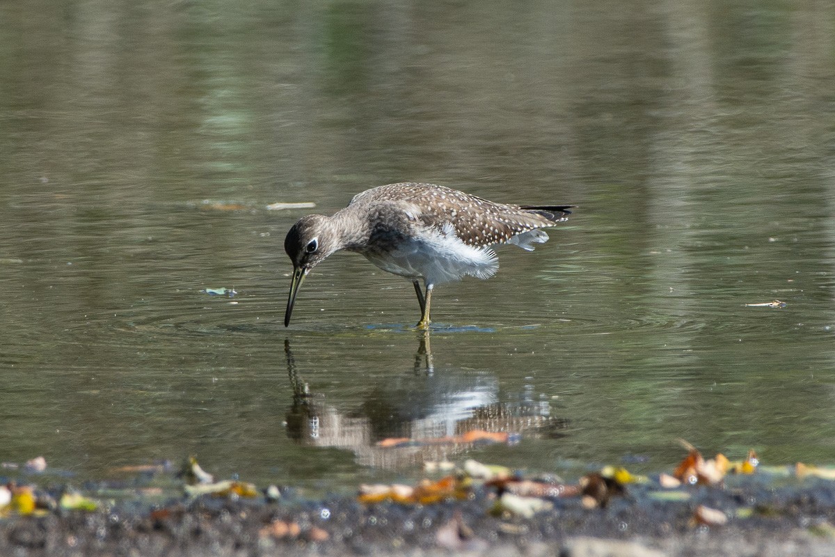 Solitary Sandpiper - ML642840778