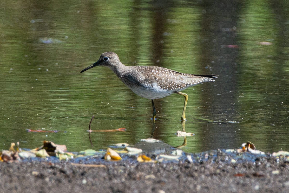 Solitary Sandpiper - ML642840779
