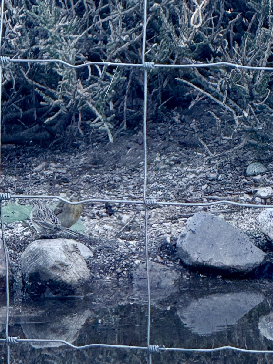 Dickcissel - ML642840781
