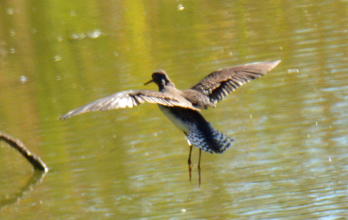 Solitary Sandpiper - ML642840793