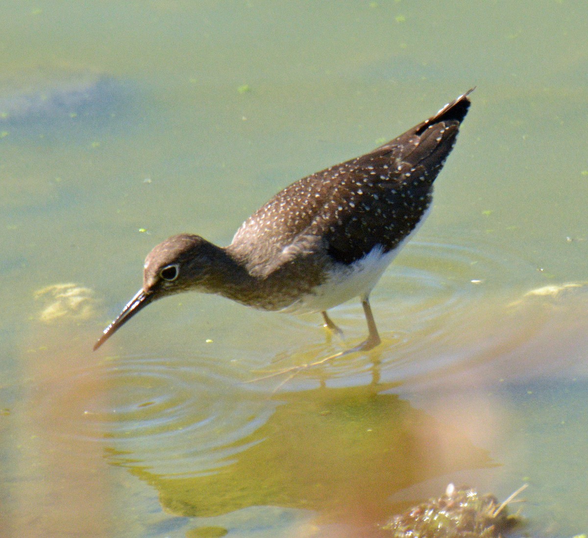 Solitary Sandpiper - ML642840794