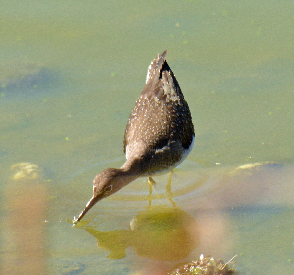 Solitary Sandpiper - ML642840795