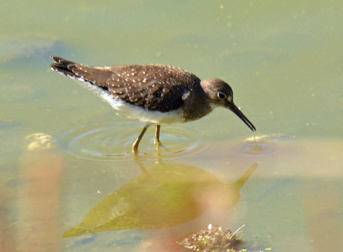 Solitary Sandpiper - ML642840796