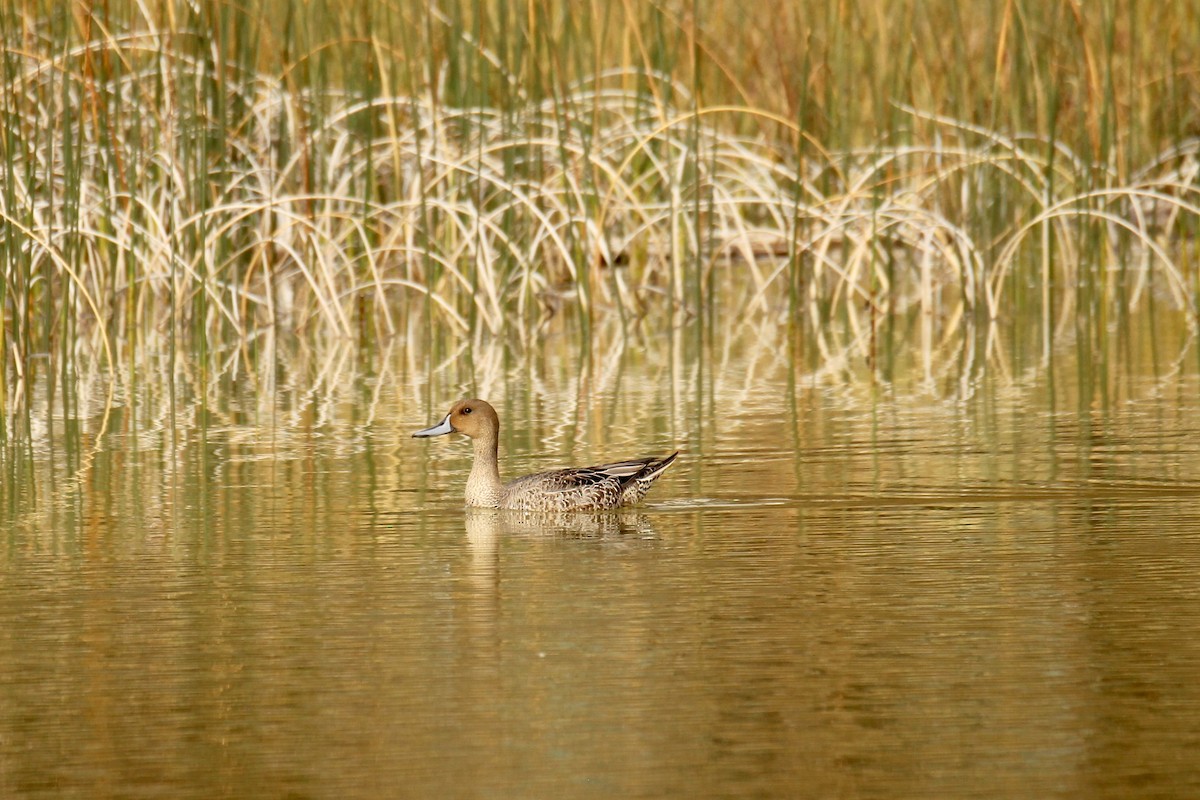 ostralka štíhlá - ML642840807