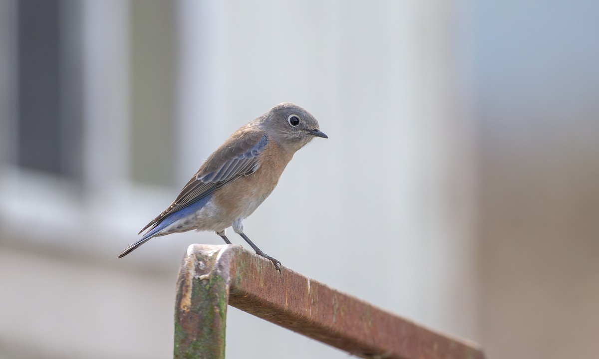 Western Bluebird - ML642840810