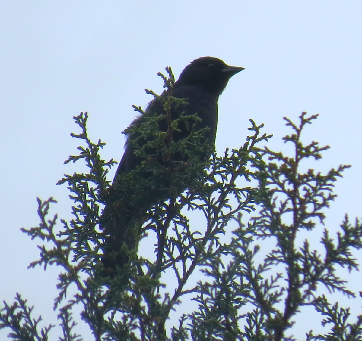 Shiny Cowbird - ML642840826