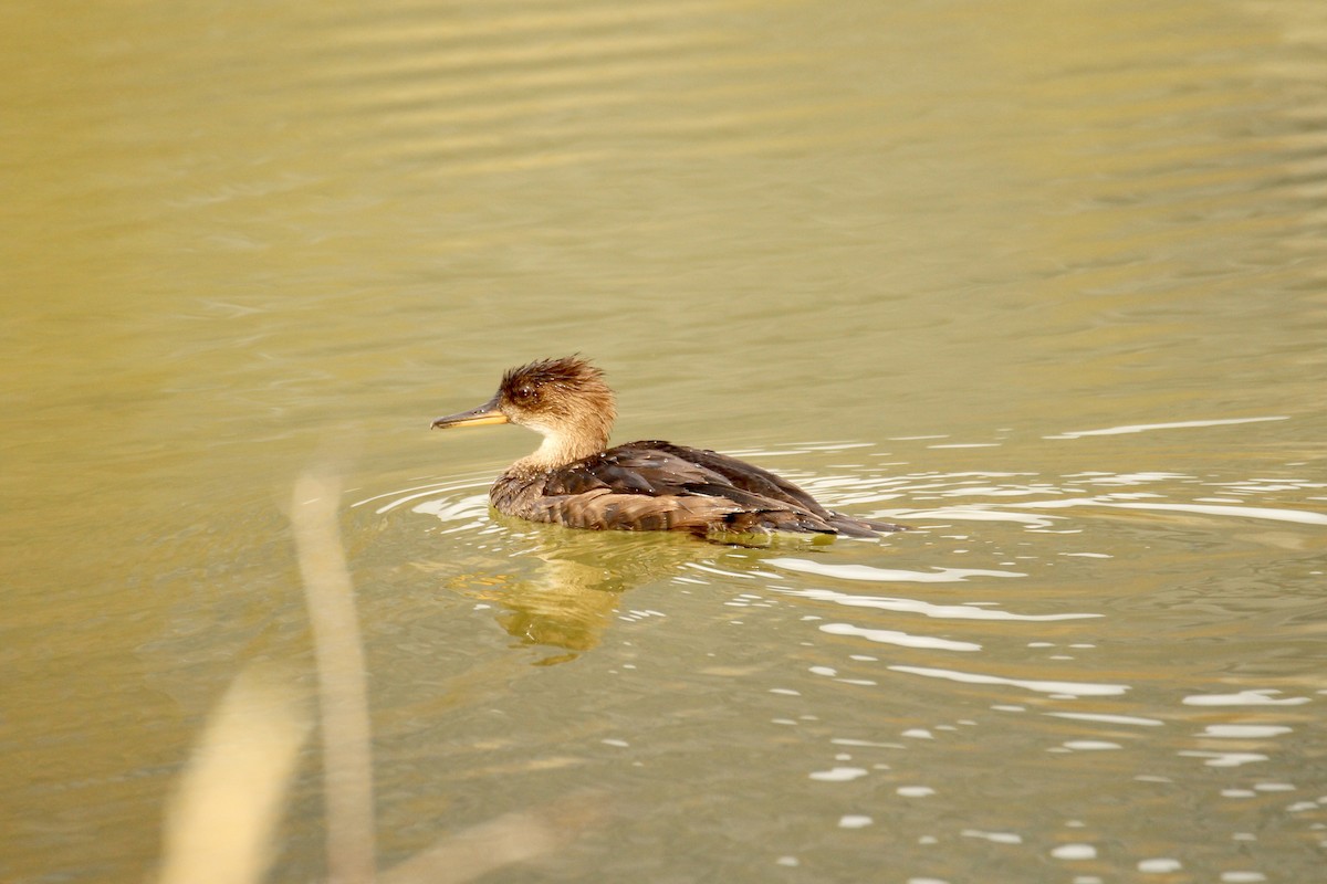 Hooded Merganser - ML642840834