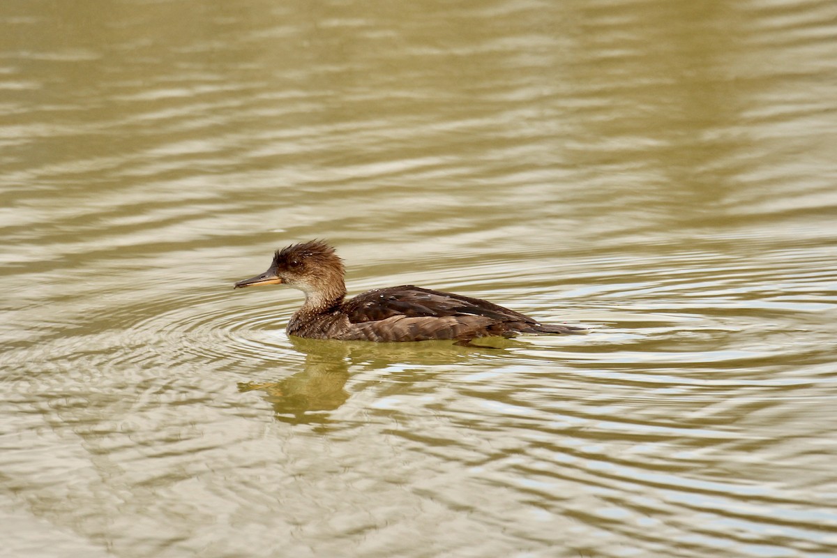 Hooded Merganser - ML642840835