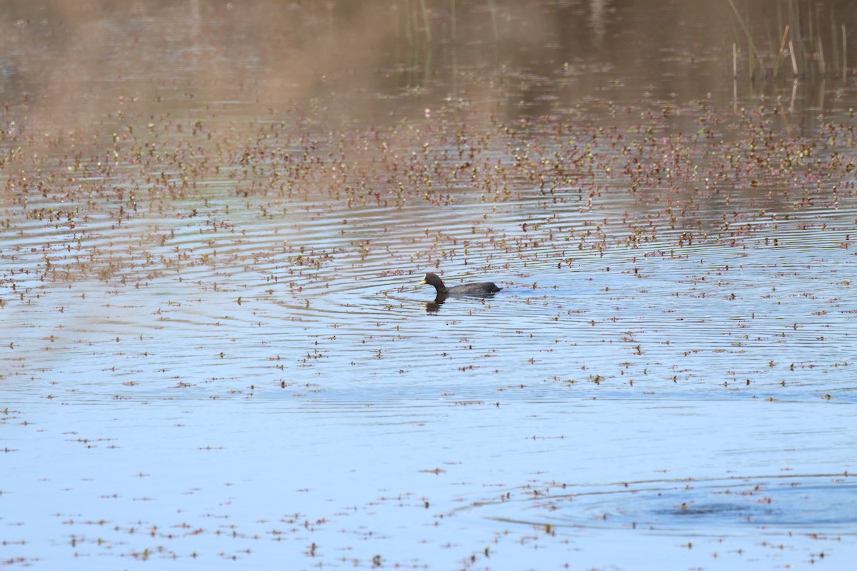 Red-gartered Coot - ML642840850