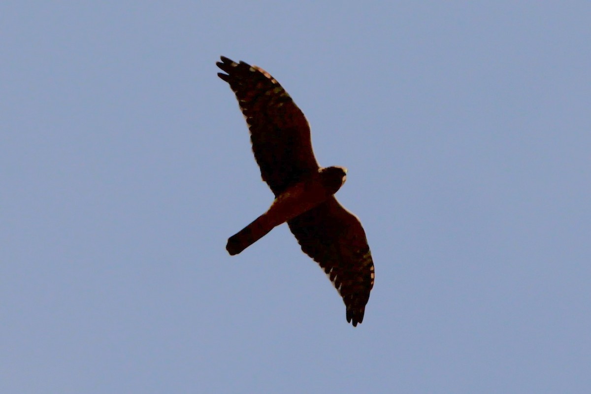 Northern Harrier - ML642840851
