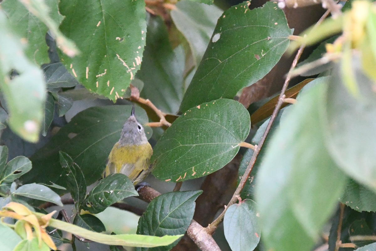 Lesser Greenlet - ML642840852
