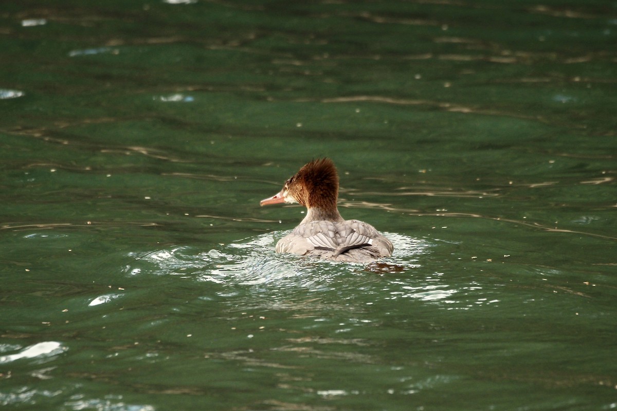 Common Merganser (North American) - ML642840856