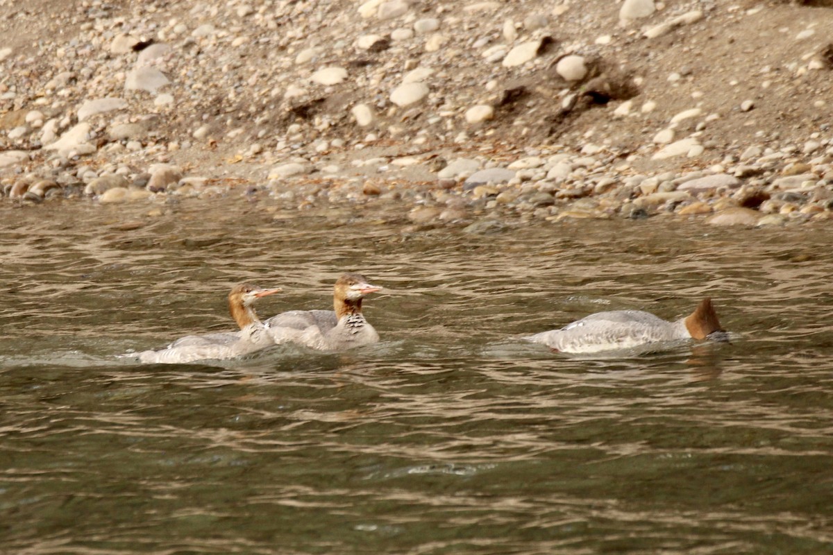 Common Merganser (North American) - ML642840857