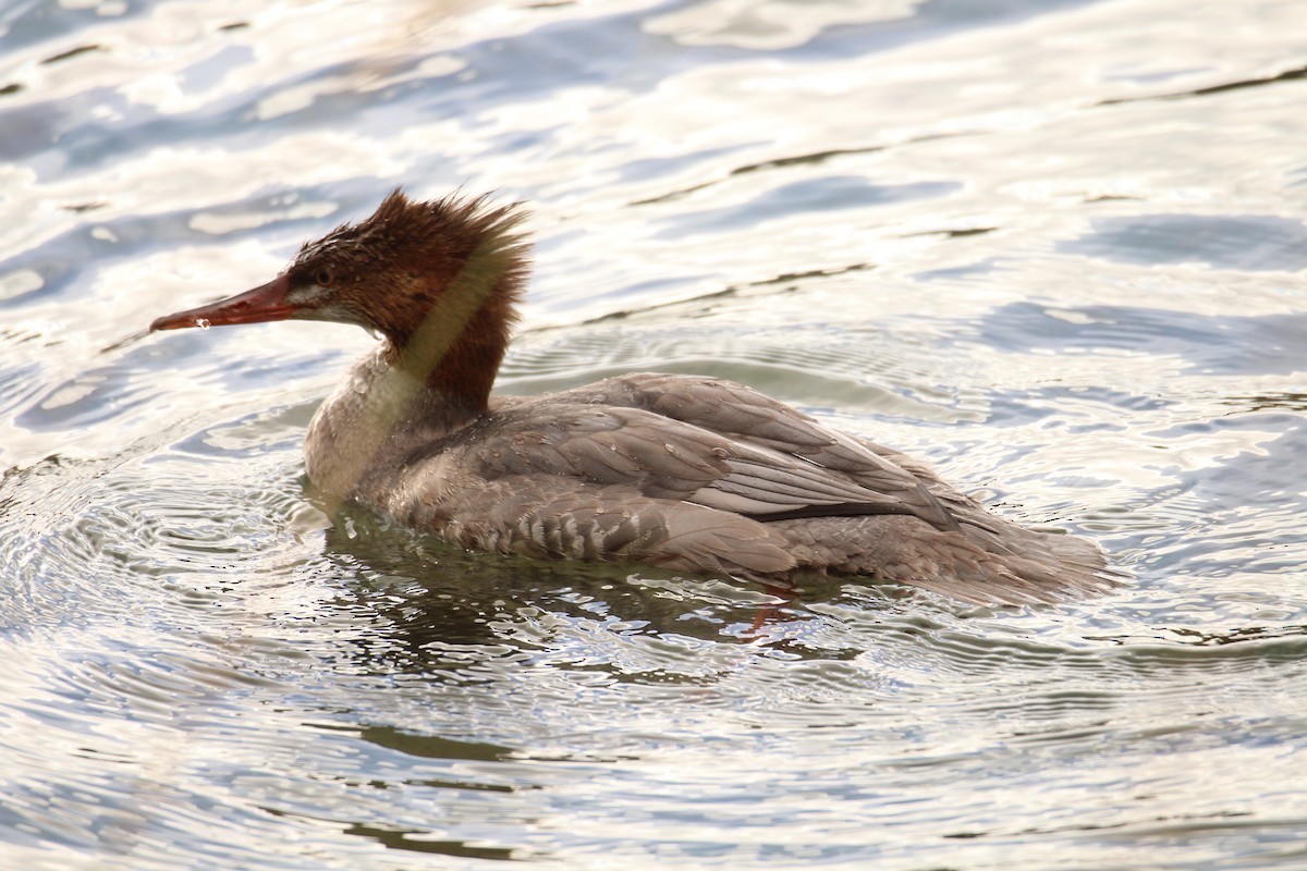 Common Merganser (North American) - ML642840858