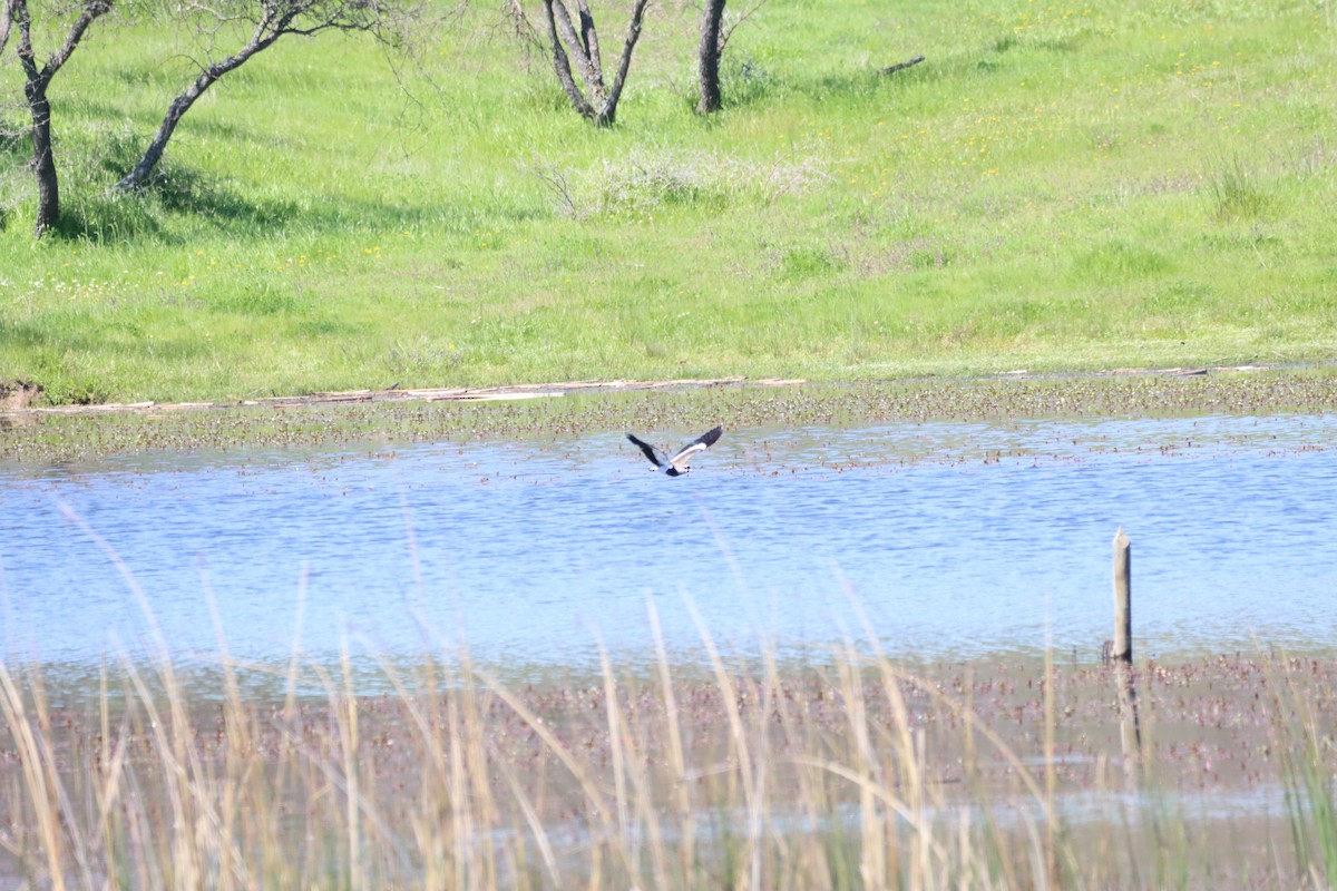 Southern Lapwing - ML642840860