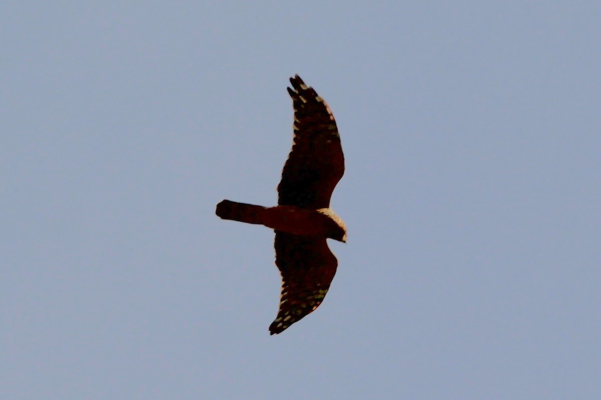 Northern Harrier - ML642840862