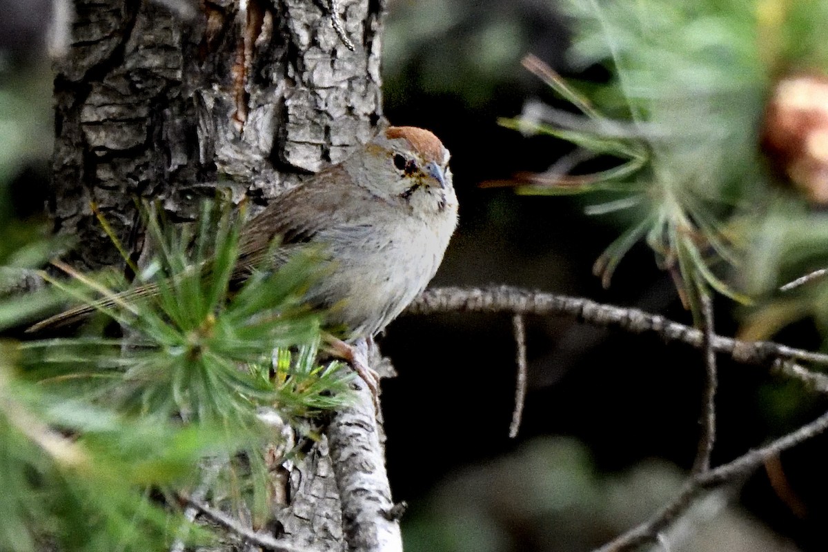 Rufous-crowned Sparrow - ML642840863
