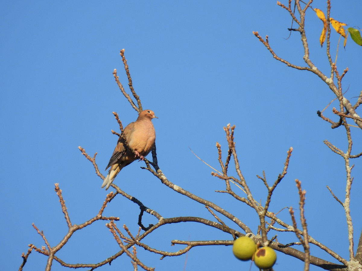 Mourning Dove - ML642840870