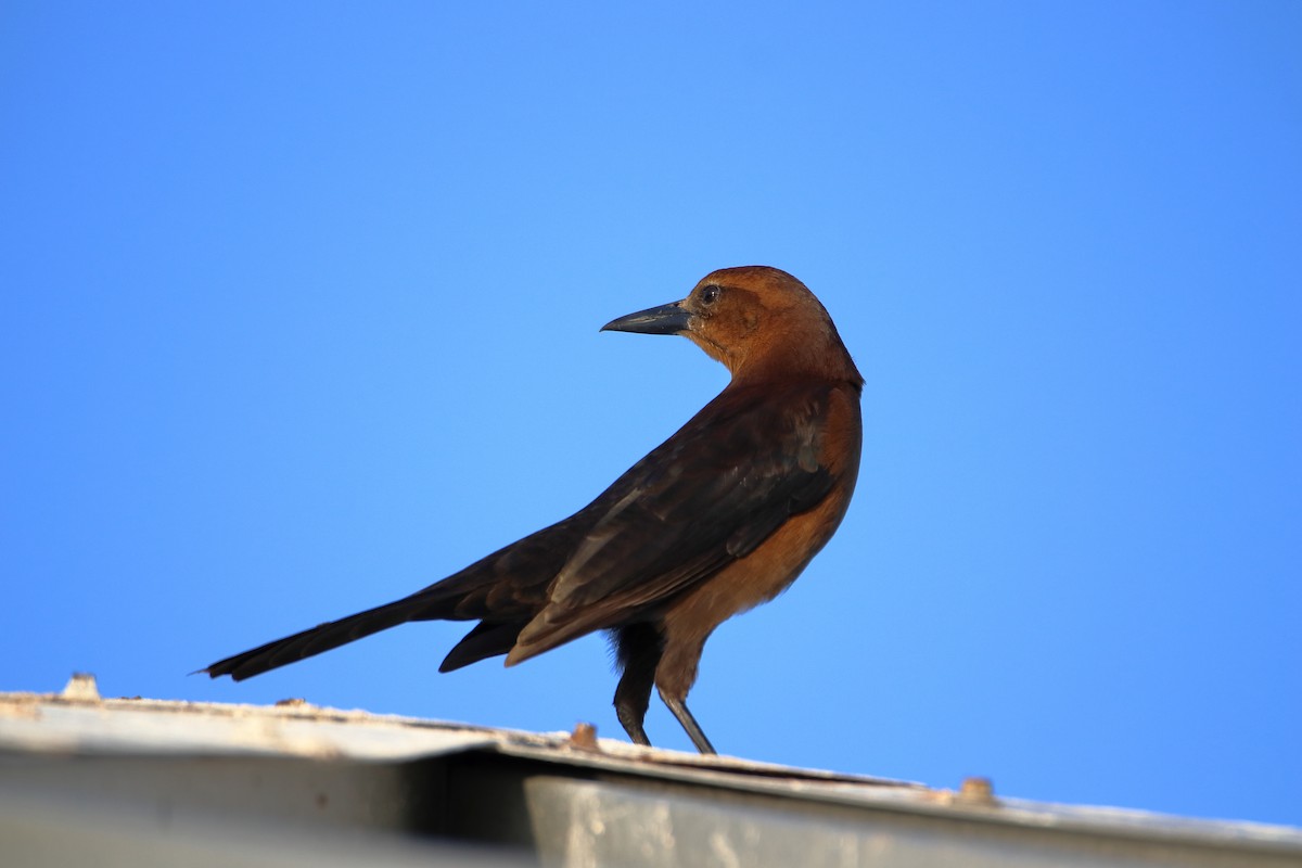 båthaletrupial - ML642840879