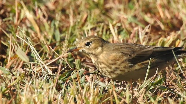 Pipit d'Amérique - ML642840880
