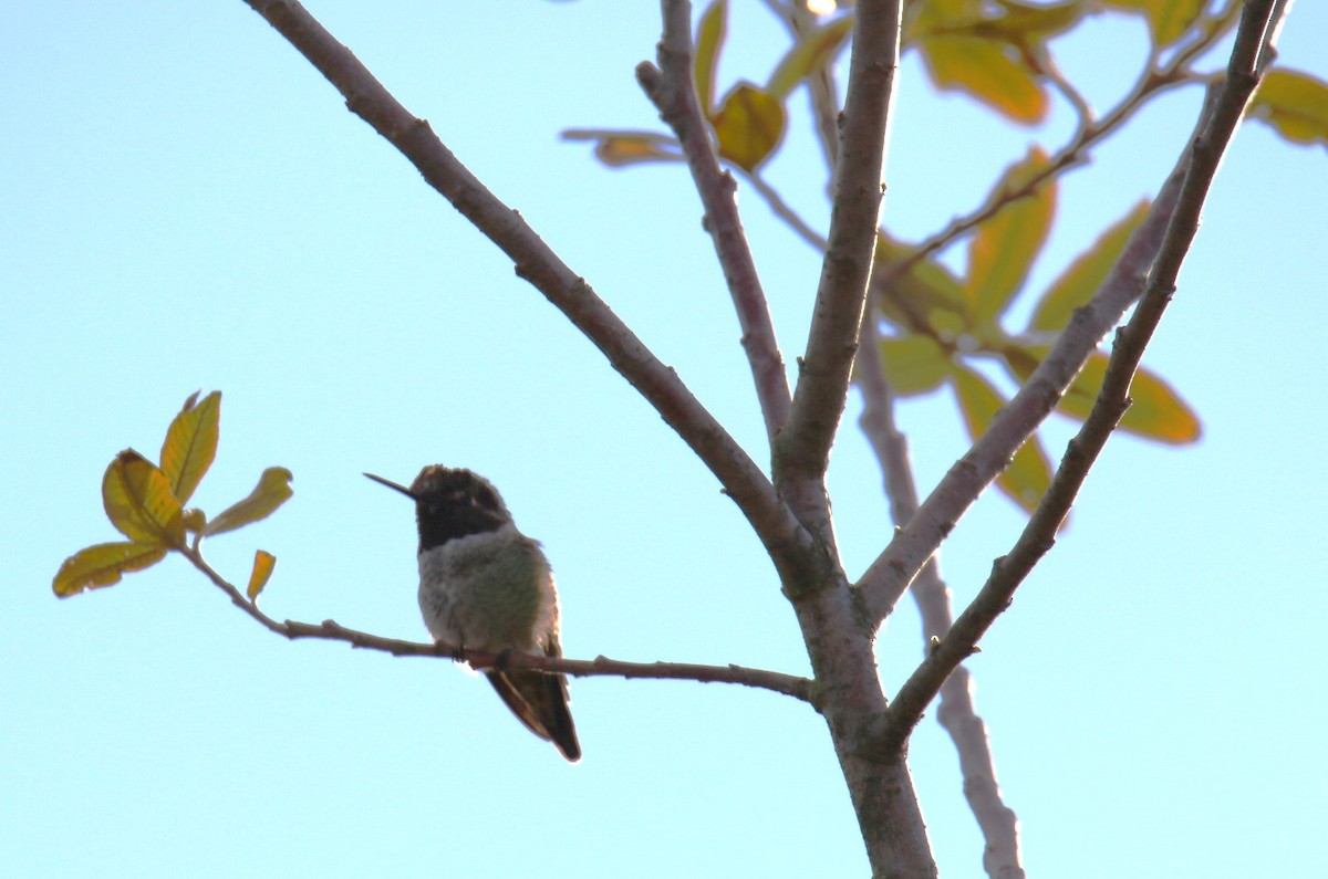 Anna's Hummingbird - ML642840883