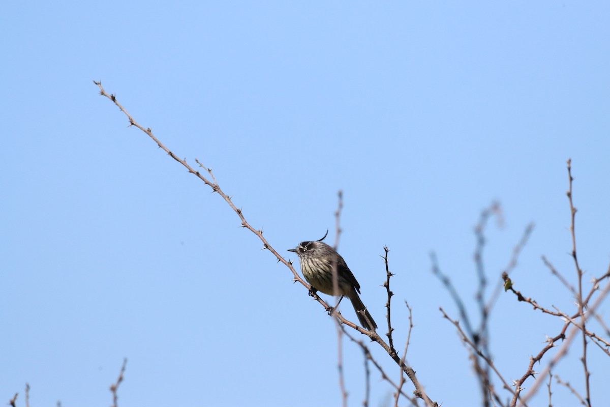 Tufted Tit-Tyrant - ML642840890