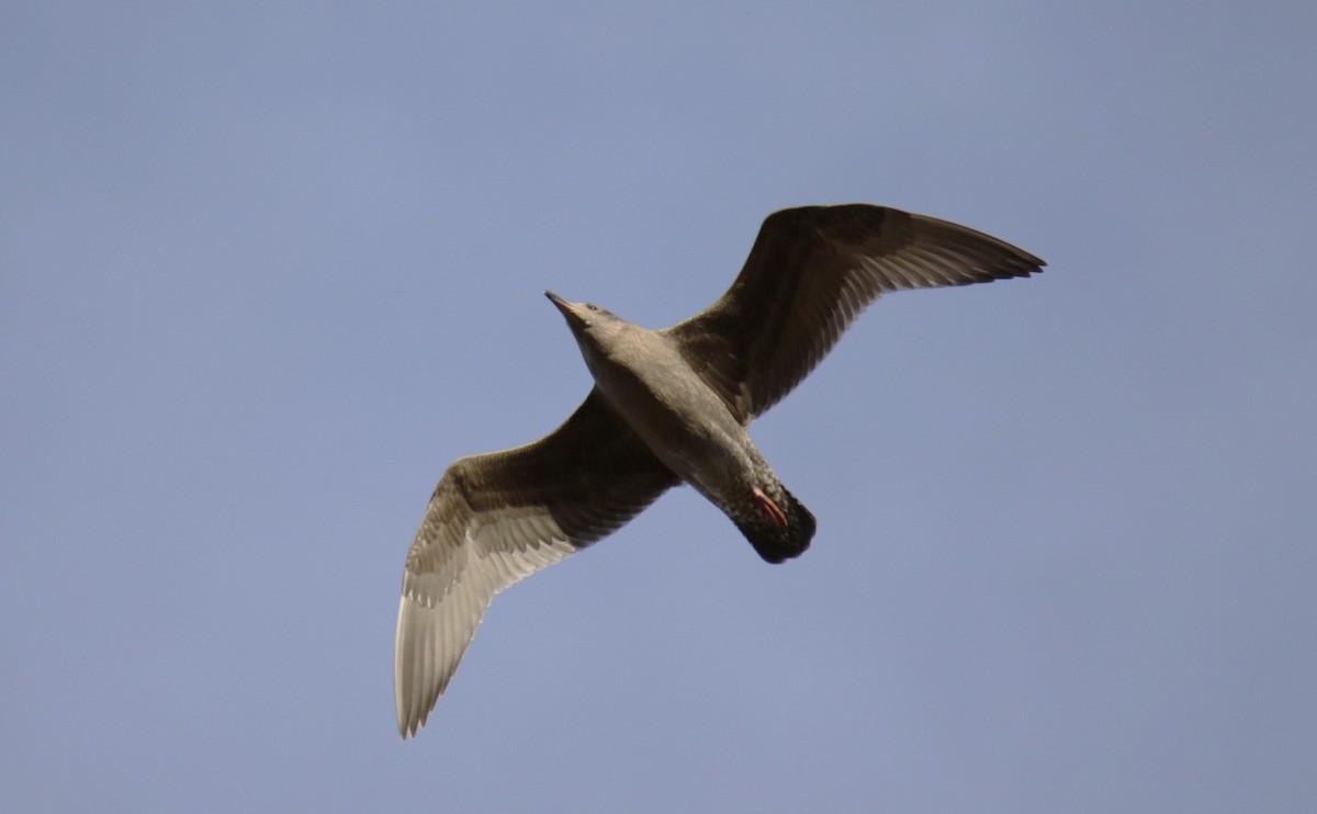 Glaucous-winged Gull - ML642840891