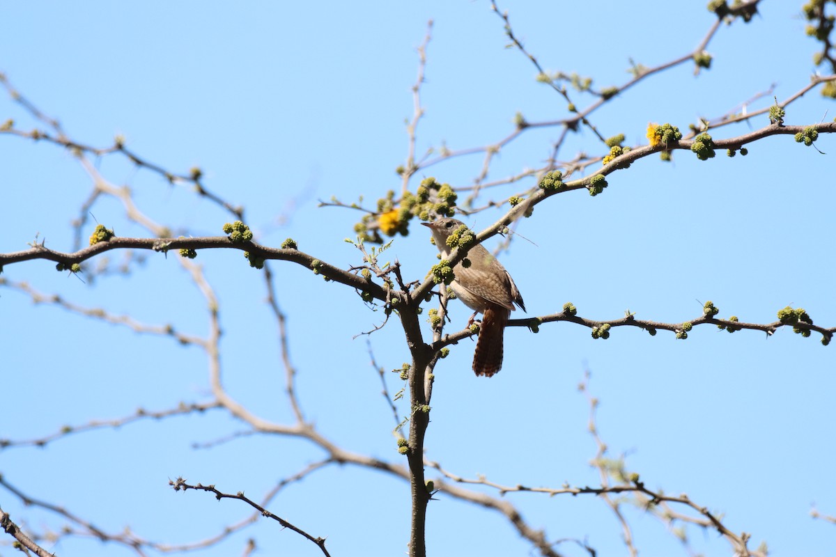 Southern House Wren - ML642840909