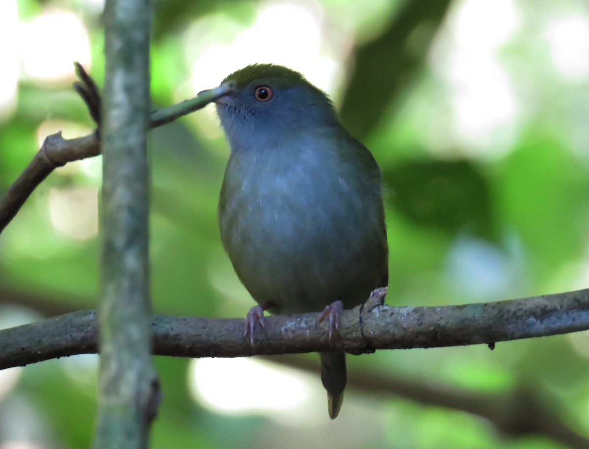 Pin-tailed Manakin - ML64284091