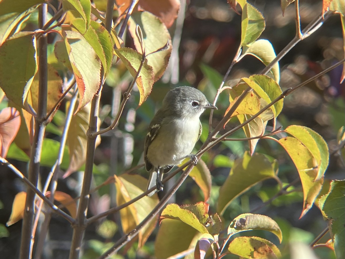 Blue-headed Vireo - ML642840911