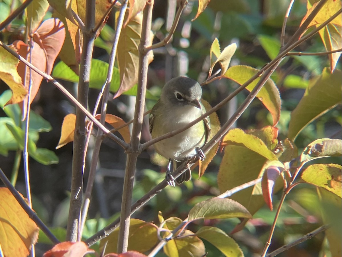 Blue-headed Vireo - ML642840912