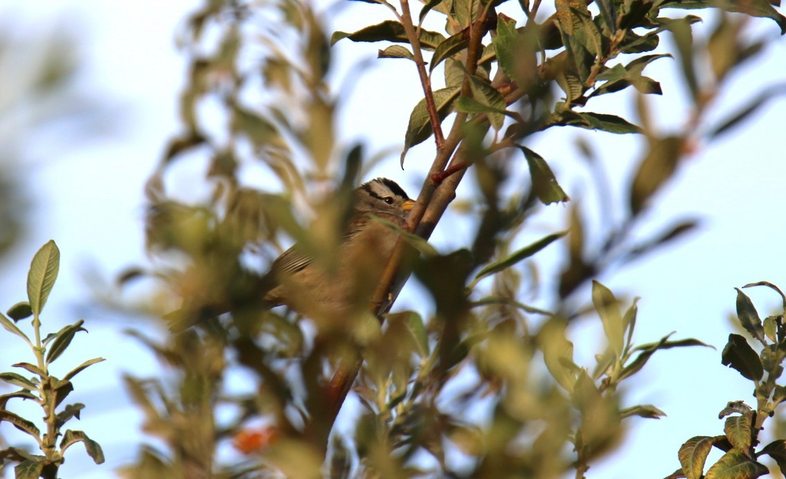 White-crowned Sparrow (pugetensis) - ML642840915