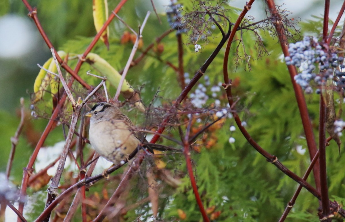 White-crowned Sparrow (pugetensis) - ML642840916