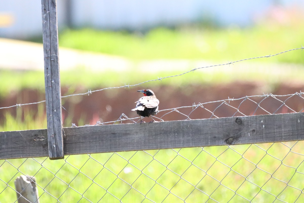 Long-tailed Meadowlark - ML642840936