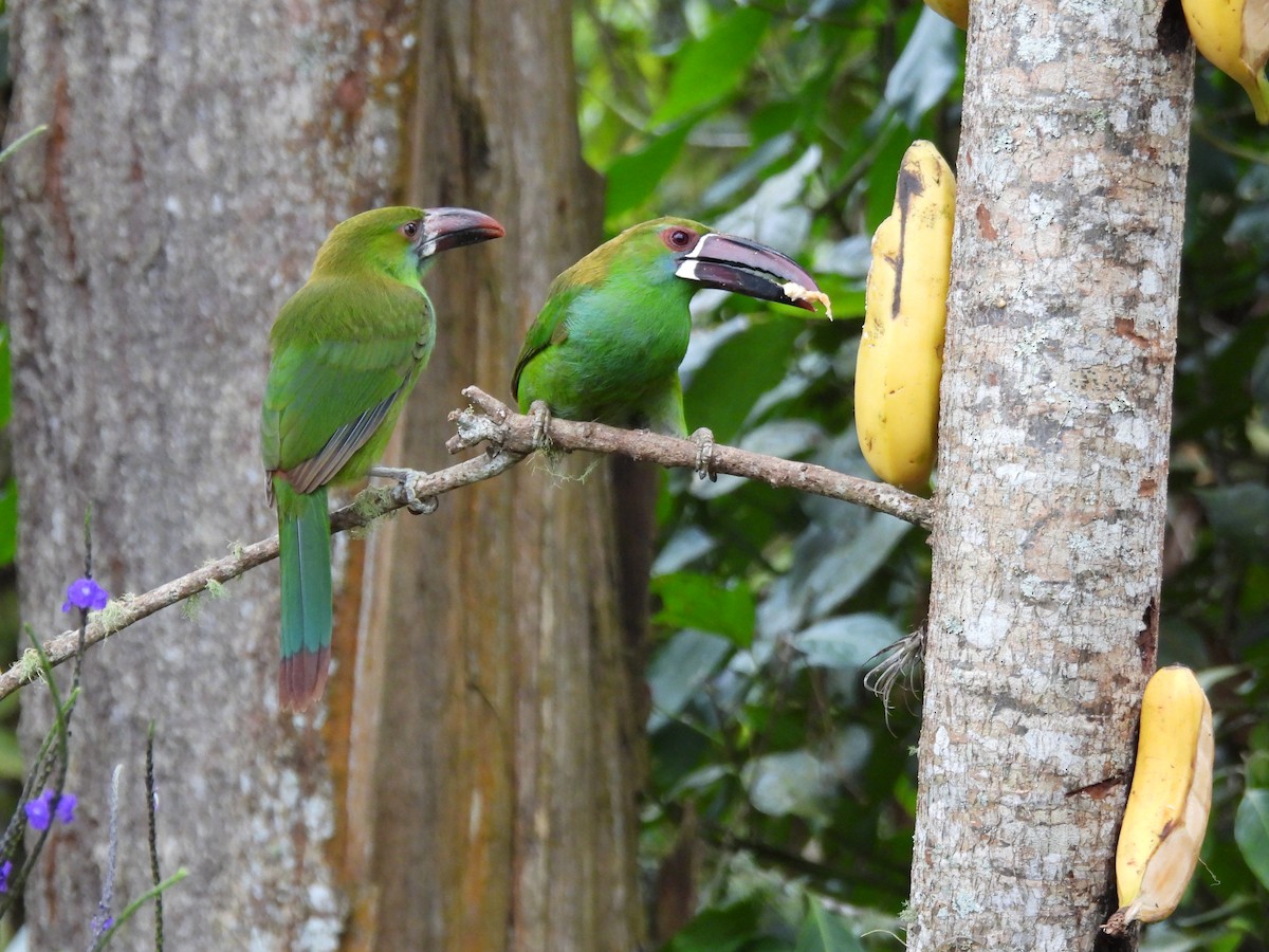Crimson-rumped Toucanet - ML642840937