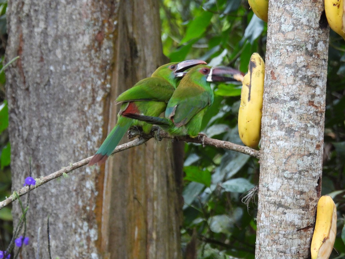 Crimson-rumped Toucanet - ML642840944