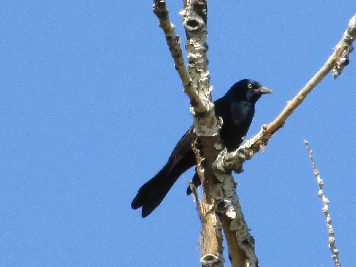 Common Grackle - ML642840947
