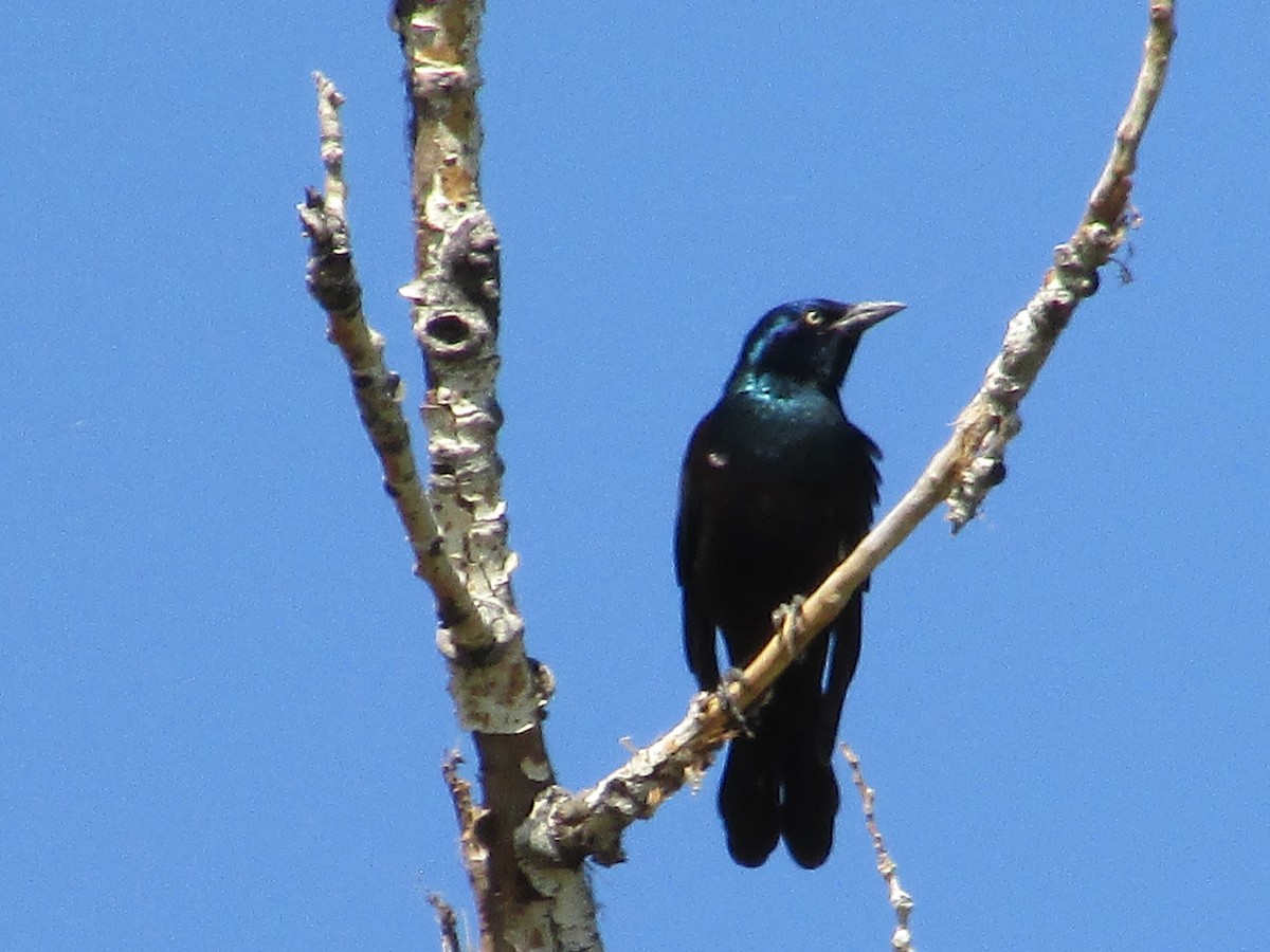 Common Grackle - ML642840948