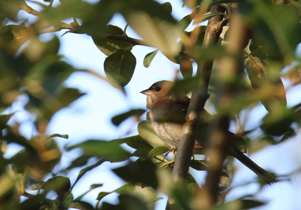 Golden-crowned Sparrow - ML642840949