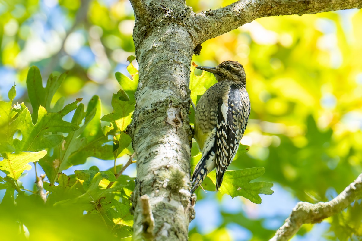 Yellow-bellied Sapsucker - ML642840950