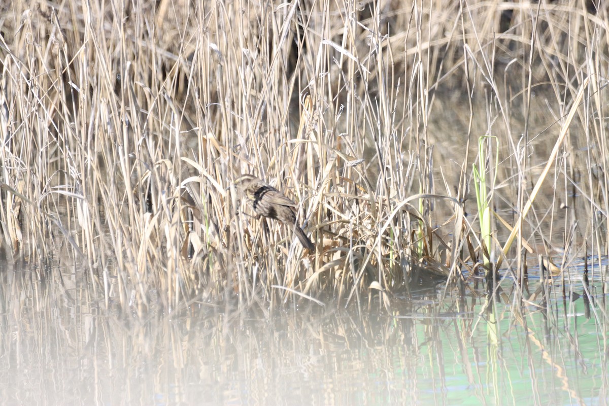 Yellow-winged Blackbird - ML642840961