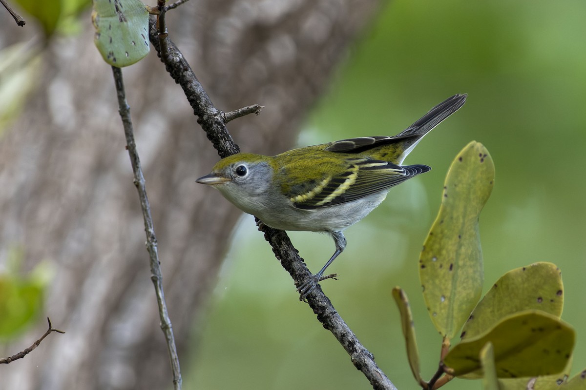 Chestnut-sided Warbler - ML642840966