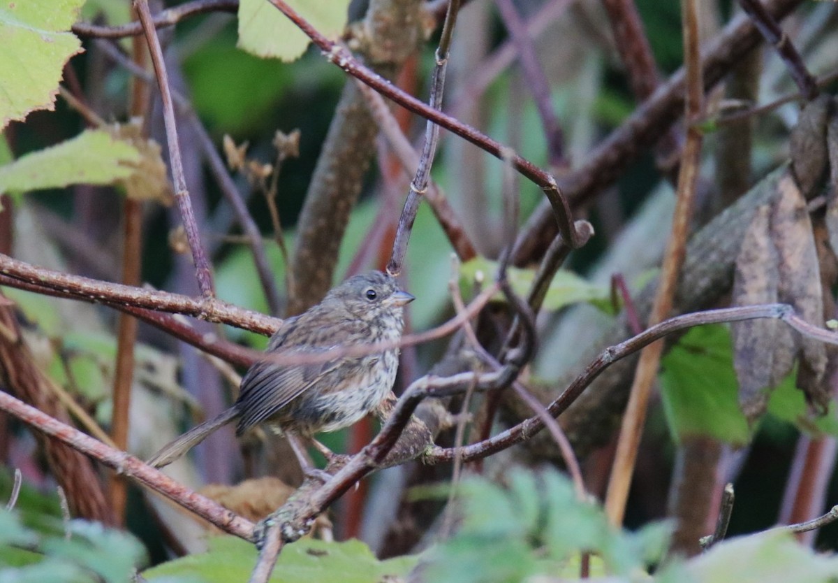 Song Sparrow - ML642840967