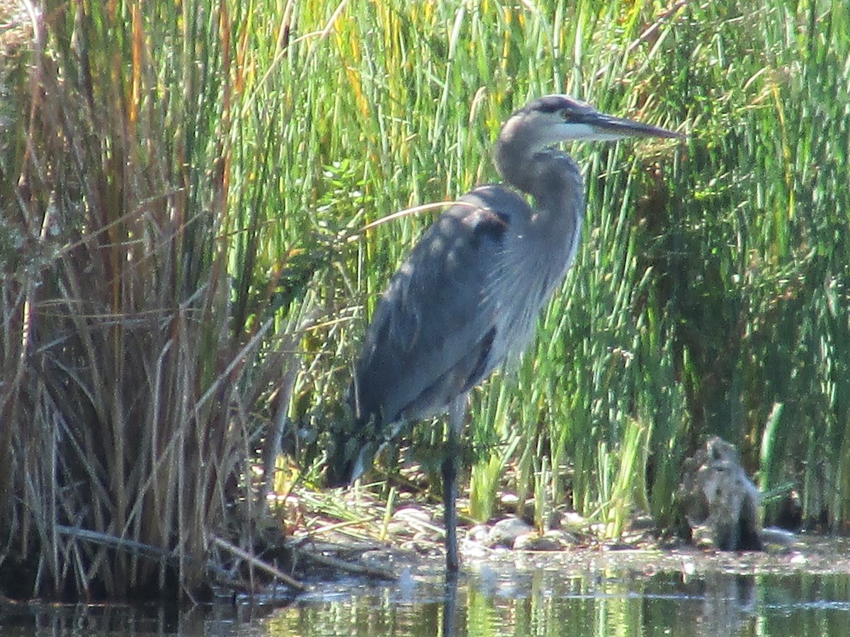 Great Blue Heron - ML642840969