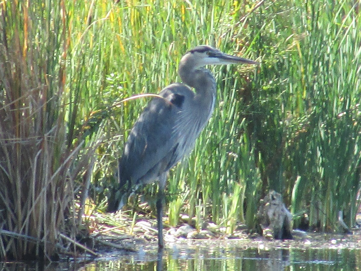 Great Blue Heron - ML642840970